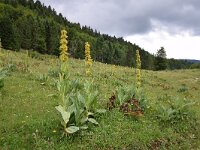 Gentiana lutea 43, Saxifraga-Simone van Velzen