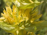 Gentiana lutea 5, Saxifraga-Jan van der Straaten