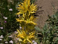 Gentiana lutea 53, Saxifraga-Harry Jans