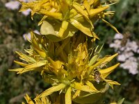 Gentiana lutea 54, Saxifraga-Harry Jans