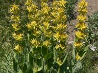 Gentiana lutea 55, Saxifraga-Harry Jans