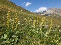 Gentiana lutea 57, Saxifraga-Harry Jans