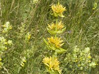 Gentiana lutea 6, Saxifraga-Jan van der Straaten