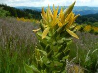 Gentiana lutea 62, Saxifraga-Ed Stikvoort : 12 juni 2024 Col du Béal en richting Chamazel