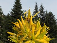 Gentiana lutea 64, Saxifraga-Ed Stikvoort : Notre Dame de l'Hermitage Pierre-sur-Haute Vallée de Fossat