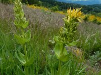 Gentiana lutea 65, Saxifraga-Ed Stikvoort : 12 juni 2024 Col du Béal en richting Chamazel
