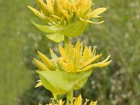 Gentiana lutea 7, Saxifraga-Jan van der Straaten