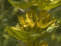 Gentiana lutea 8, Saxifraga-Jan van der Straaten