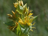 Gentiana lutea ssp lutea 28, Saxifraga-Marijke Verhagen