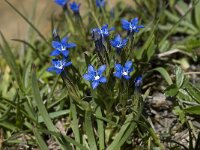 Gentiana nivalis