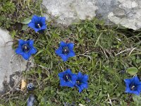 Gentiana occidentalis 13, Saxifraga-Willem van Kruijsbergen