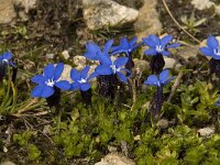 Gentiana orbicularis