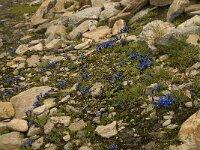 Gentiana orbicularis 10, Saxifraga-Willem van Kruijsbergen