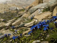 Gentiana orbicularis 11, Saxifraga-Willem van Kruijsbergen