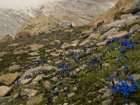 Gentiana orbicularis 12, Saxifraga-Willem van Kruijsbergen