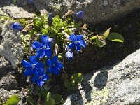 Gentiana orbicularis 13, Saxifraga-Willem van Kruijsbergen