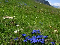 Gentiana orbicularis 14, Saxifraga-Dirk Hilbers