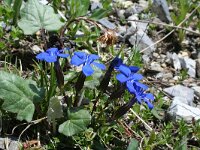 Gentiana orbicularis 15, Saxifraga-Jeroen Willemsen