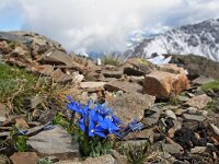 Gentiana orbicularis 16, Saxifraga-Jeroen Willemsen