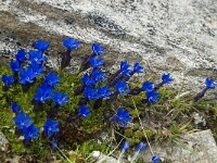 Gentiana orbicularis 17, Saxifraga-Willem van Kruijsbergen