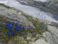 Gentiana orbicularis 19, Saxifraga-Willem van Kruijsbergen