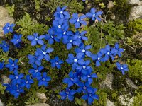 Gentiana orbicularis 2, Saxifraga-Willem van Kruijsbergen