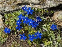 Gentiana orbicularis 20, Saxifraga-Willem van Kruijsbergen