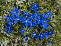 Gentiana orbicularis 21, Saxifraga-Willem van Kruijsbergen