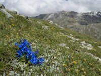 Gentiana orbicularis 22, Saxifraga-Willem van Kruijsbergen