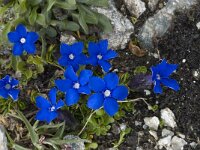 Gentiana orbicularis 23, Saxifraga-Willem van Kruijsbergen