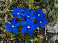 Gentiana orbicularis 24, Saxifraga-Willem van Kruijsbergen