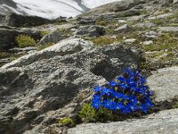 Gentiana orbicularis 27, Saxifraga-Willem van Kruijsbergen