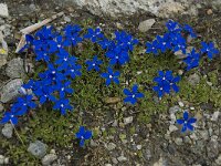 Gentiana orbicularis 29, Saxifraga-Willem van Kruijsbergen