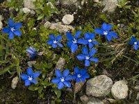 Gentiana orbicularis 3, Saxifraga-Willem van Kruijsbergen