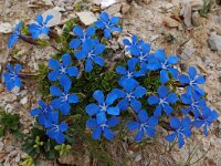 Gentiana orbicularis 30, Saxifraga-Harry Jans