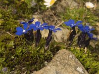 Gentiana orbicularis 4, Saxifraga-Willem van Kruijsbergen