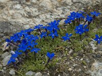 Gentiana orbicularis 6, Saxifraga-Willem van Kruijsbergen