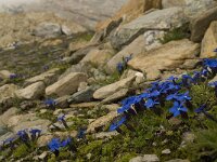 Gentiana orbicularis 8, Saxifraga-Willem van Kruijsbergen