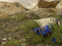 Gentiana orbicularis 9, Saxifraga-Willem van Kruijsbergen