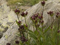 Gentiana purpurea 10, Saxifraga-Willem van Kruijsbergen