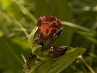 Gentiana purpurea 2, Saxifraga-Willem van Kruijsbergen