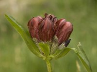 Gentiana purpurea 3, Saxifraga-Willem van Kruijsbergen