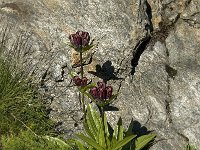 Gentiana purpurea 4, Saxifraga-Jan van der Straaten