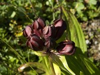 Gentiana purpurea 5, Saxifraga-Jan van der Straaten