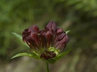 Gentiana purpurea 7, Saxifraga-Willem van Kruijsbergen