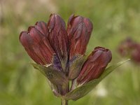 Gentiana purpurea 8, Saxifraga-Willem van Kruijsbergen