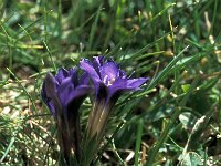 Gentiana pyrenaica 1, Saxifraga-Jan van der Straaten