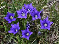 Gentiana pyrenaica 11, Saxifraga-Harry Jans  Gentiana pyrenaica