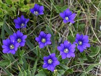 Gentiana pyrenaica 12, Saxifraga-Harry Jans  Gentiana pyrenaica