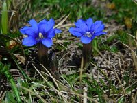 Gentiana pyrenaica 2, Saxifraga-Ed Stikvoort